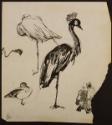 Arthur Lismer, 1885 - 1969
Untitled (birds)
pen and ink on paper
22.9 x 30.6 cm
Arthur Lism…