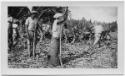 J.E.H. and wife Joan MacDonald, photographers
West Indies, Spring 1932 - Harvesting Cane
blac…