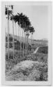 J.E.H. and wife Joan MacDonald, photographers
West Indies, Spring 1932 
black and white print…