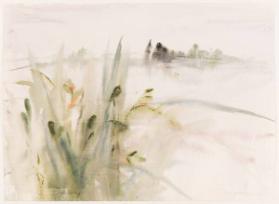Northern Iris