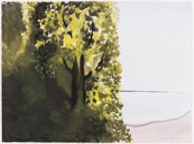 The Maple Tree
