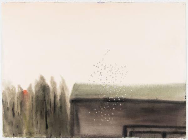 Gnats