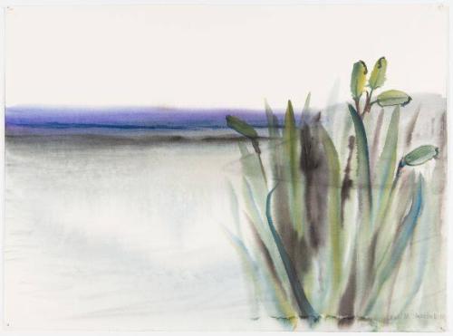 Northern Iris