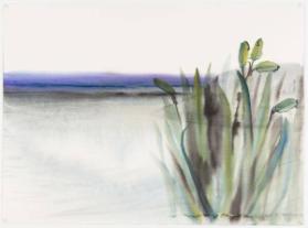 Northern Iris