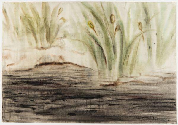 Northern Iris in Spring