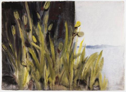 Northern Iris