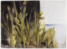 Northern Iris