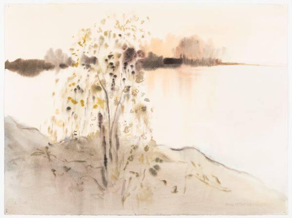 Poplar