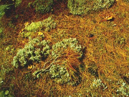 Forest Floor