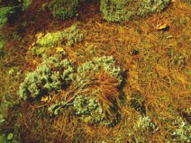 Forest Floor