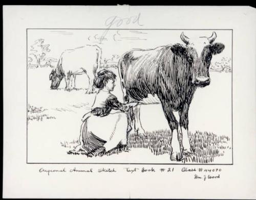 Untitled (woman milking cow)