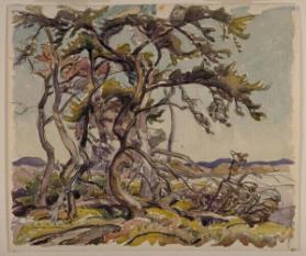 Twisted Jack Pine