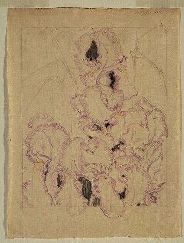 Study of Irises
