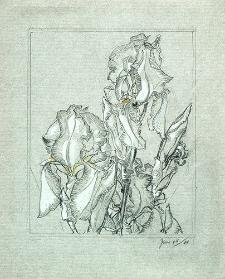 Study of Irises