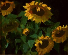 Sunflowers