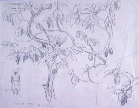 Untitled (two sketches; Arnos Vale - cornil Elder, and Cocoa Tree with Orchids - Tobago?)