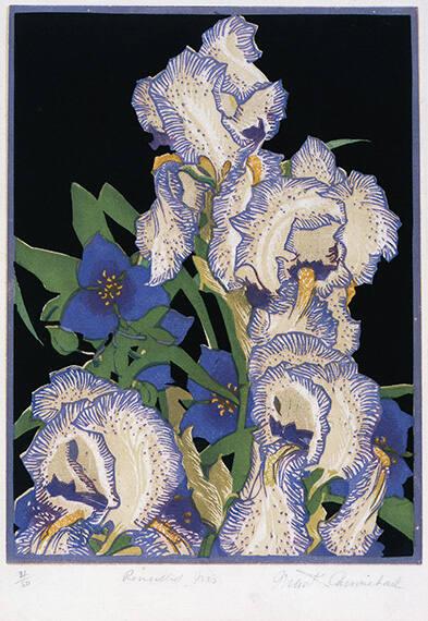 Pencilled Irises