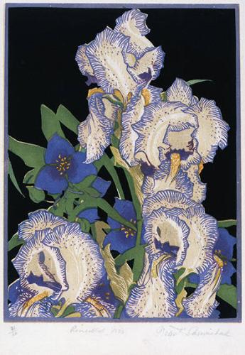 Pencilled Irises