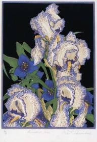 Pencilled Irises