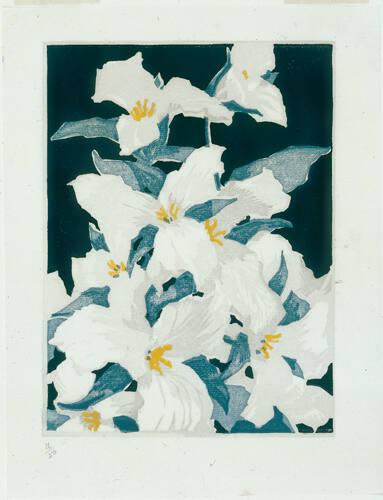 Trilliums, a