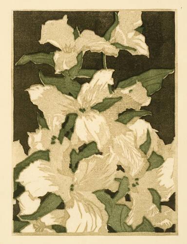 Trilliums, b