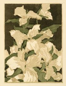 Trilliums, b