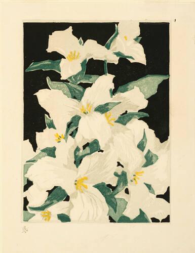 Trilliums
