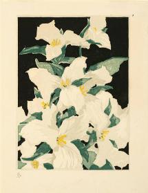 Trilliums