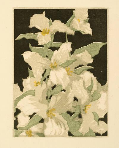 Trilliums