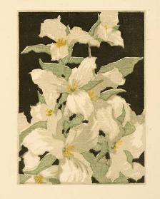 Trilliums