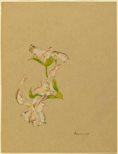 Study of Trilliums