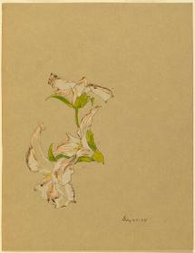 Study of Trilliums