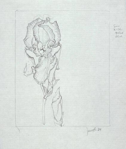Study of Irises