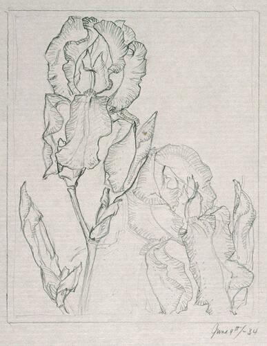 Study of Irises