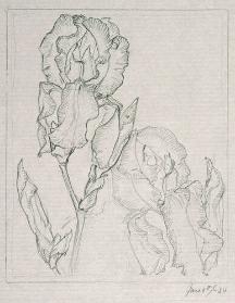 Study of Irises