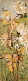 Study of Milkweed