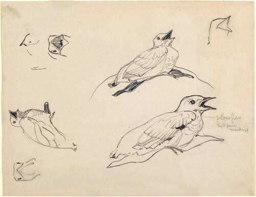 Page of bird studies