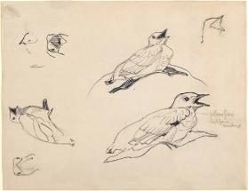 Page of bird studies