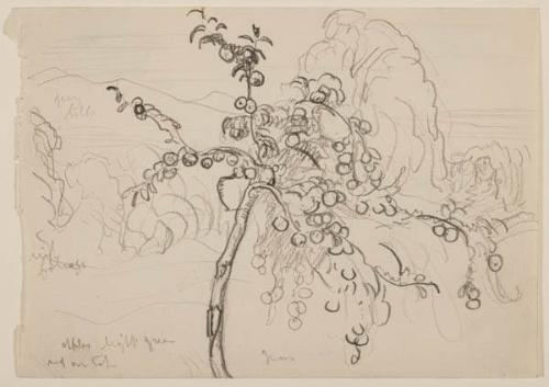 Photo Credit: Toni Hafkenscheid