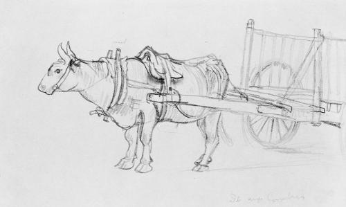 Study of an Ox