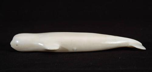 Beluga whale