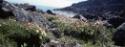 Flora of the south beach in the Dorset area. 
Cape Dorset, Southwest Baffin Island, Nunavut, 1…