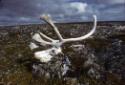 Pirujaqarvik, an inuksuk that marks a meat cache. 
Saattuqittuq area, Southwest Baffin Island,…