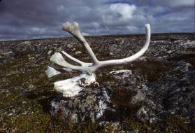 Pirujaqarvik, an inuksuk that marks a meat cache. 
Saattuqittuq area, Southwest Baffin Island,…