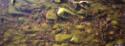 Primitive algae.
Kiattuuq, Southwest Baffin Island, Nunavut, 1999

The Norman Hallendy Colle…