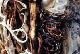 Seaweed from the Kinngait to Shugba Bay area.
Southwest Baffin Island, Nunavut, 1980

The No…