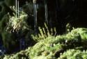 Arctic flora in a micro-environment sustaining miniature plant life, from the Kinngait to Shugb…