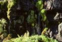 Arctic flora in a micro-environment sustaining miniature plant life, from the Kinngait to Shugb…