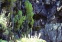 Arctic flora in a micro-environment sustaining miniature plant life, from the Kinngait to Shugb…