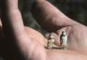 Miniature carvings from Pelly Bay.
Central Baffin Island, Nunavut, 1990

The Norman Hallendy…